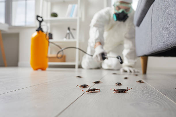 Commercial Rodent Management in Covington